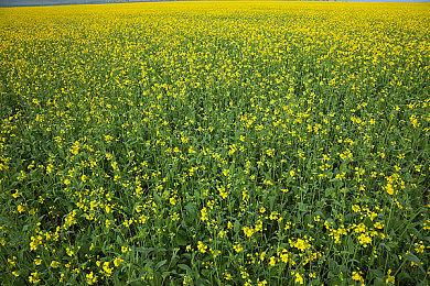 《塔罗斯的法则2》DLC“极乐世界之路”公布 下周上市